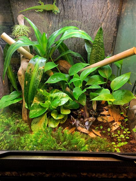 electric blue day gecko enclosure|giant day gecko tank size.